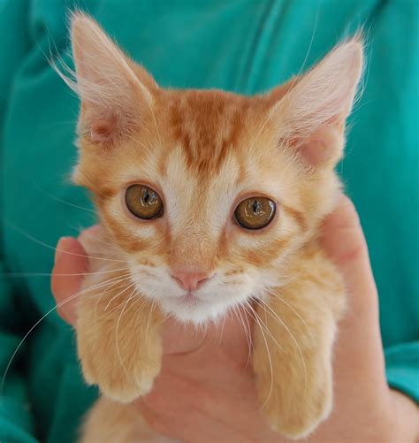 cats for adoption near me.